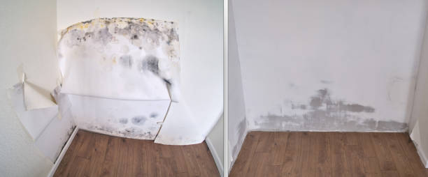 Best Mold removal after water damage  in Brooklyn, IA